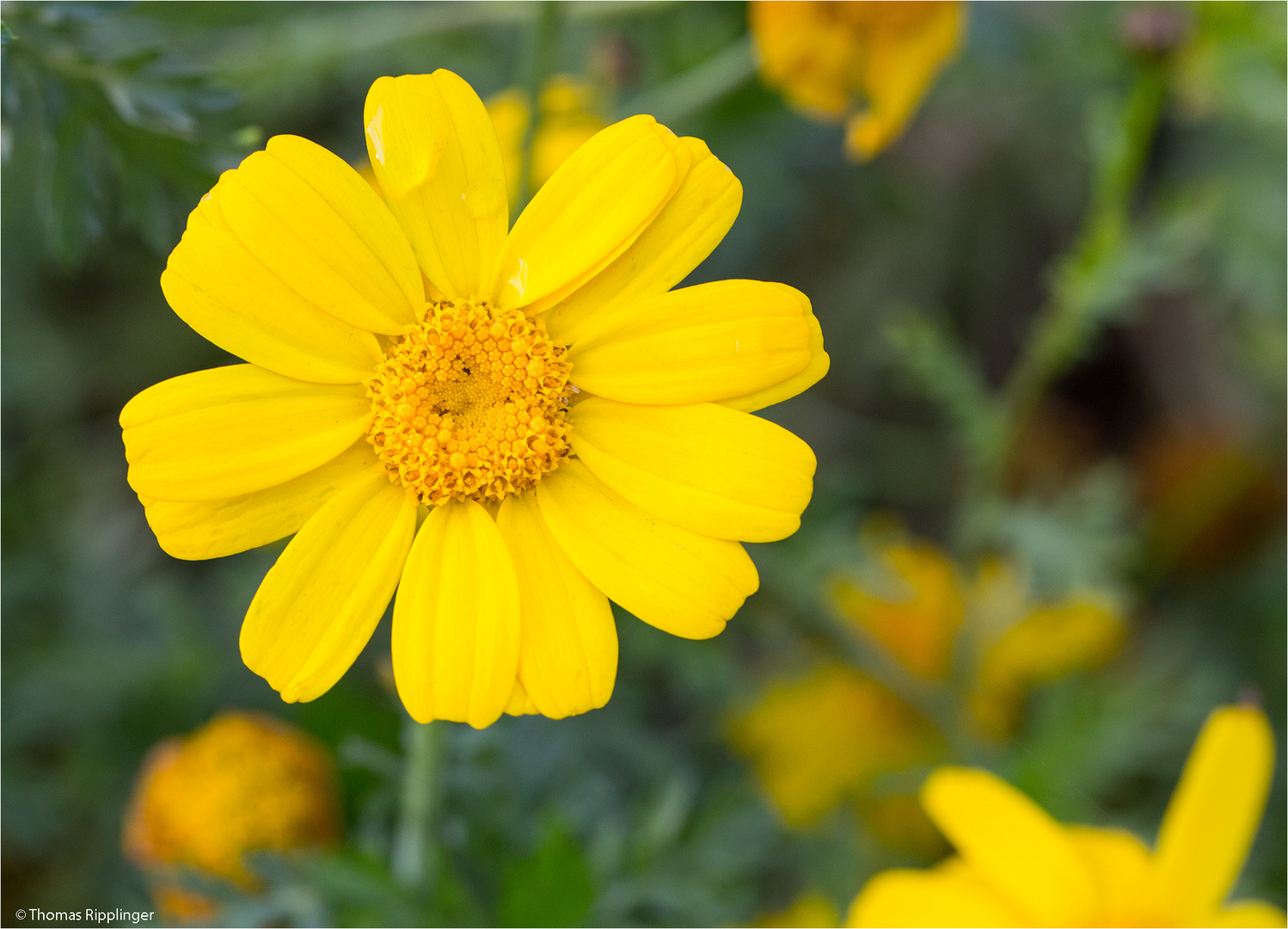 Bunte Wucherblume (Ismelia carinata)........