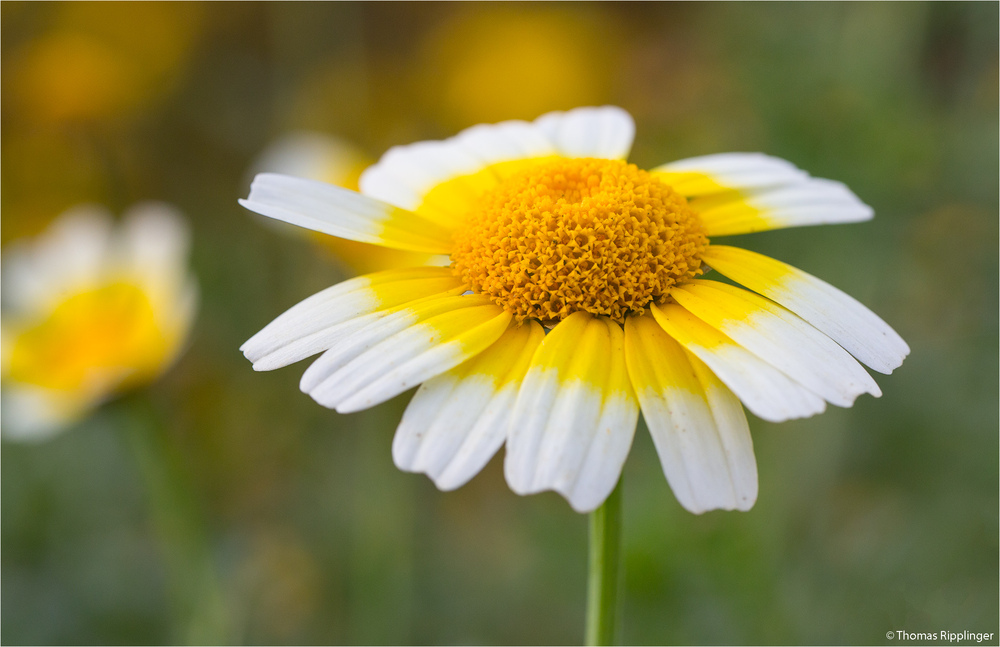 Bunte Wucherblume (Ismelia carinata).