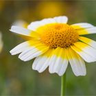 Bunte Wucherblume (Ismelia carinata).