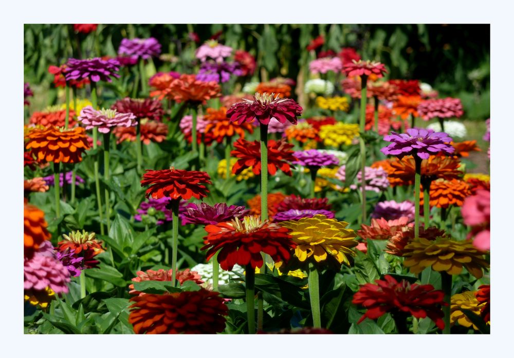 Bunte Zinnien