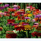 Bunte Zinnien