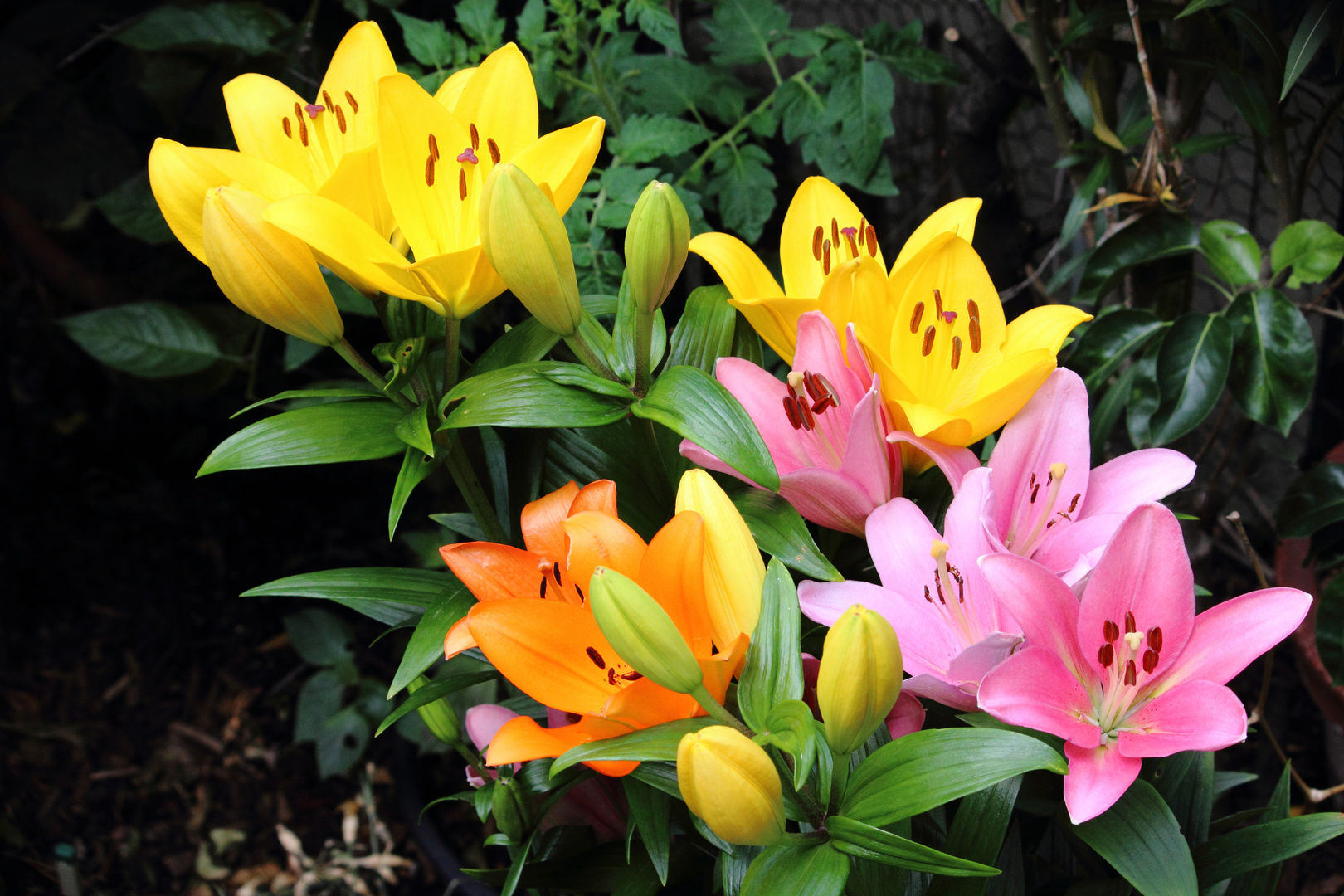 Bunten Lilien