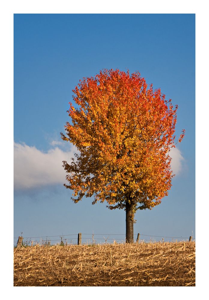 Bunter Baum bei Much Foto & Bild | jahreszeiten, herbst, natur Bilder ...
