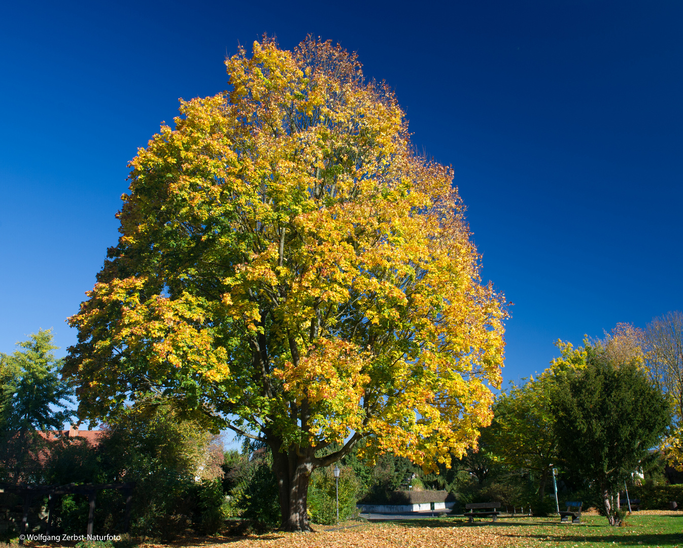  --- Bunter Baum ---