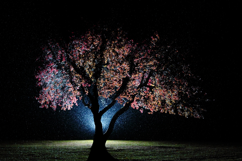 Bunter Baum im Regen