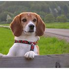 Bunter Beagle Bolle