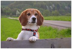 Bunter Beagle Bolle