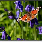 Bunter Besucher bei den blauen Blumen