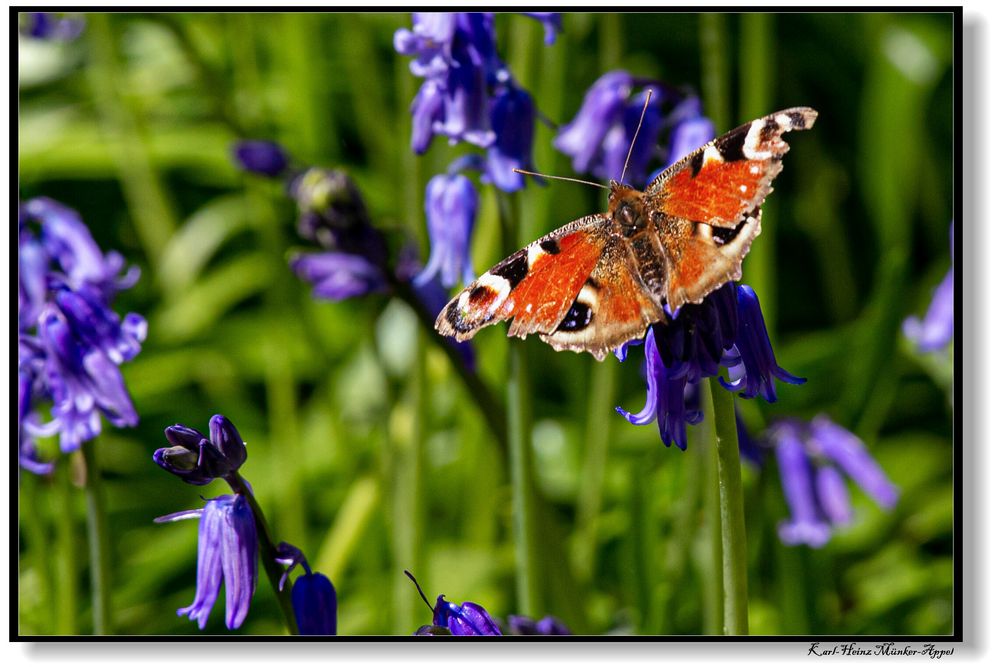 Bunter Besucher bei den blauen Blumen