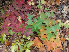 Bunter Blätter-Mix im Herbst