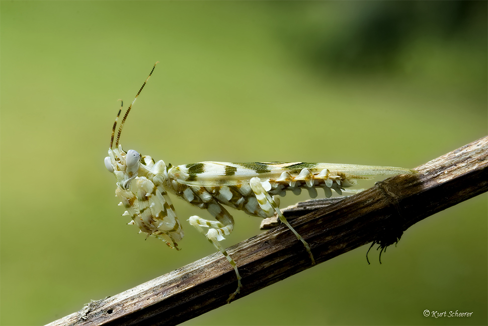 Bunter Blütenmantis ( Pseudocreopoda )