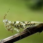 Bunter Blütenmantis ( Pseudocreopoda )