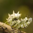 Bunter Blütenmantis (Pseudocreopoda)