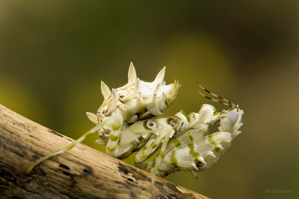 Bunter Blütenmantis (Pseudocreopoda)