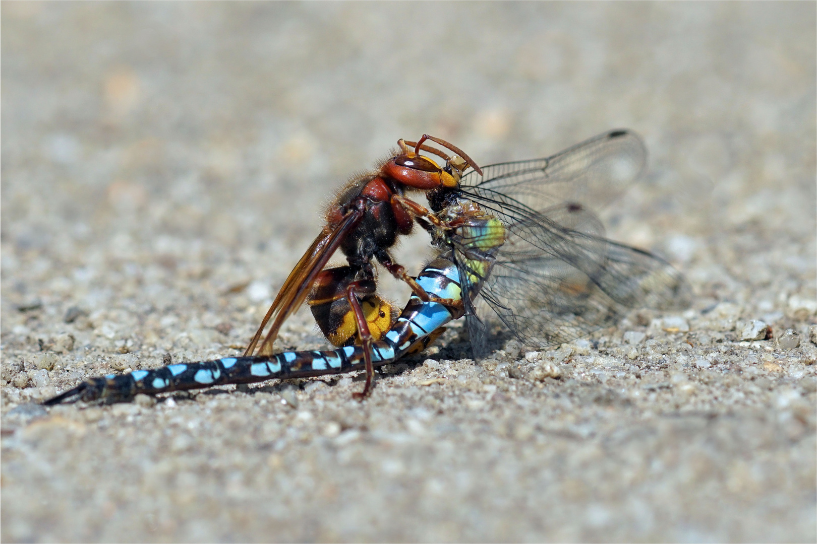 Bunter Brummkreisel.... Hornisse fängt Mosaikjungfer (Aeshna mixta )