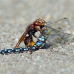 Bunter Brummkreisel.... Hornisse fängt Mosaikjungfer (Aeshna mixta )