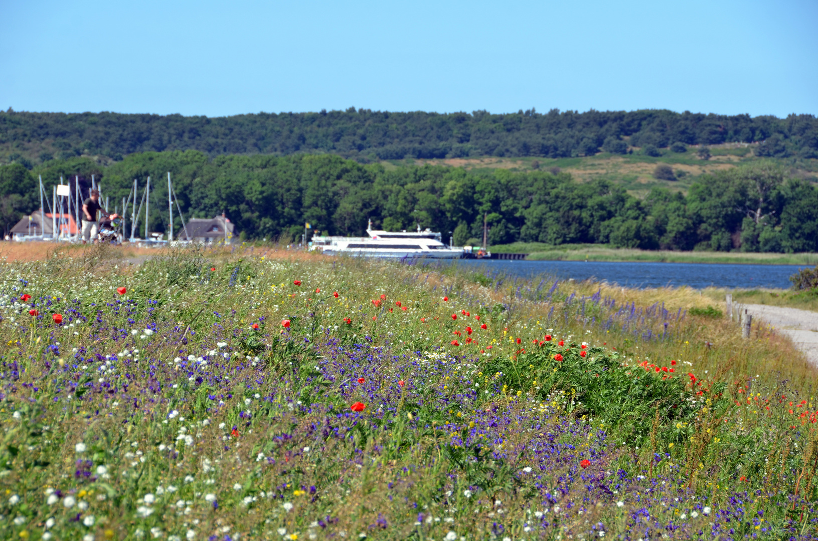 Bunter Deich Foto & Bild deutschland, europe, mecklenburg vorpommern