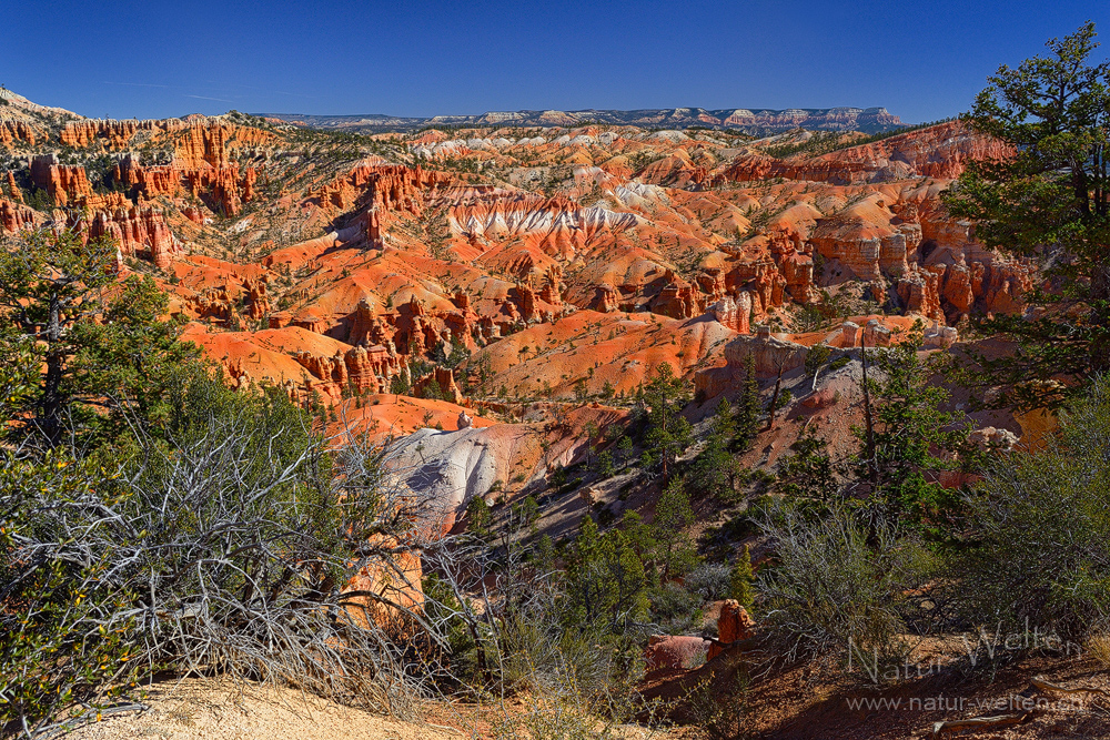 Bunter Fairyland Loop