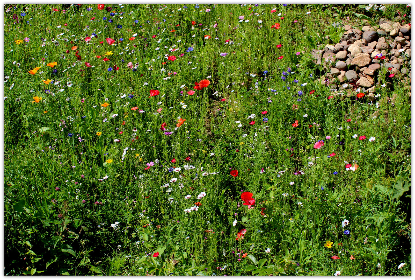 Bunter Farbenmix auf einer Sommerwiese