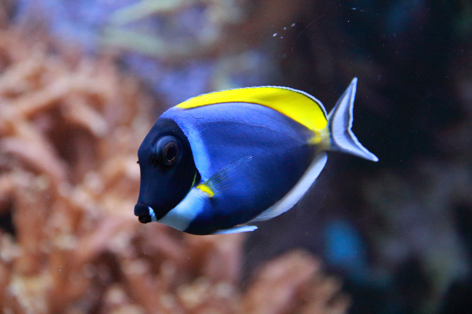 Fische Bild Fische Bild