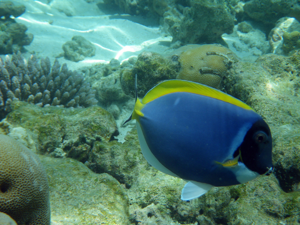 bunter Fisch im indischen Ozean - Malediven