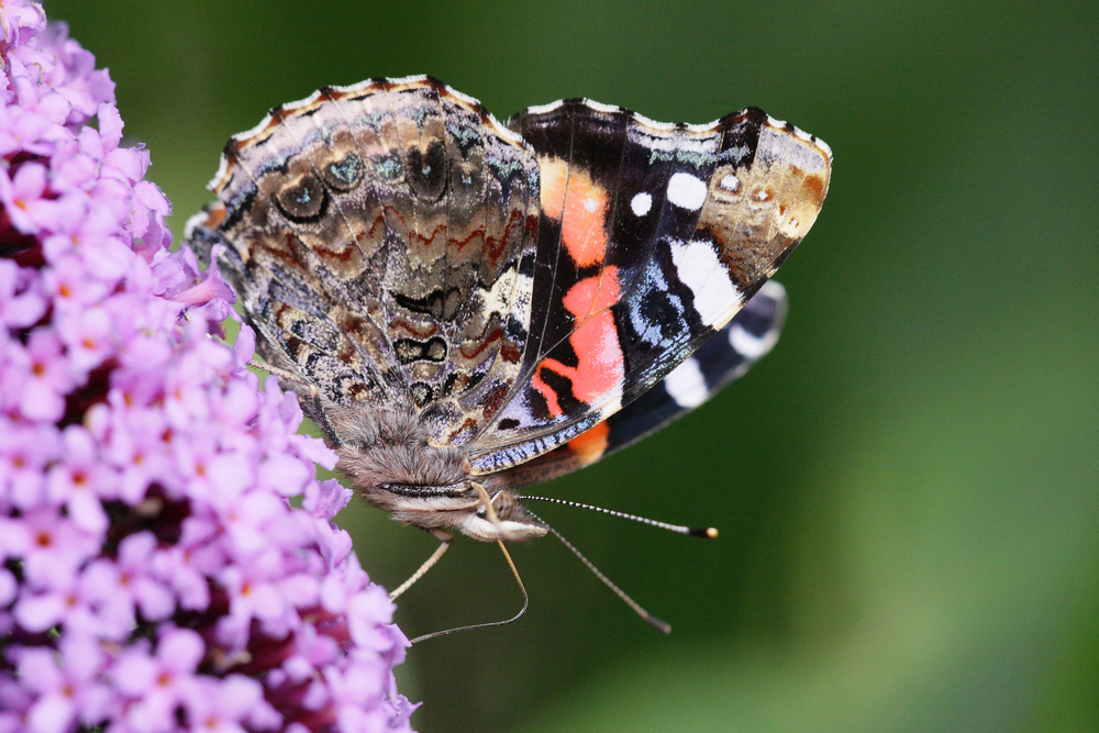 bunter Flieger