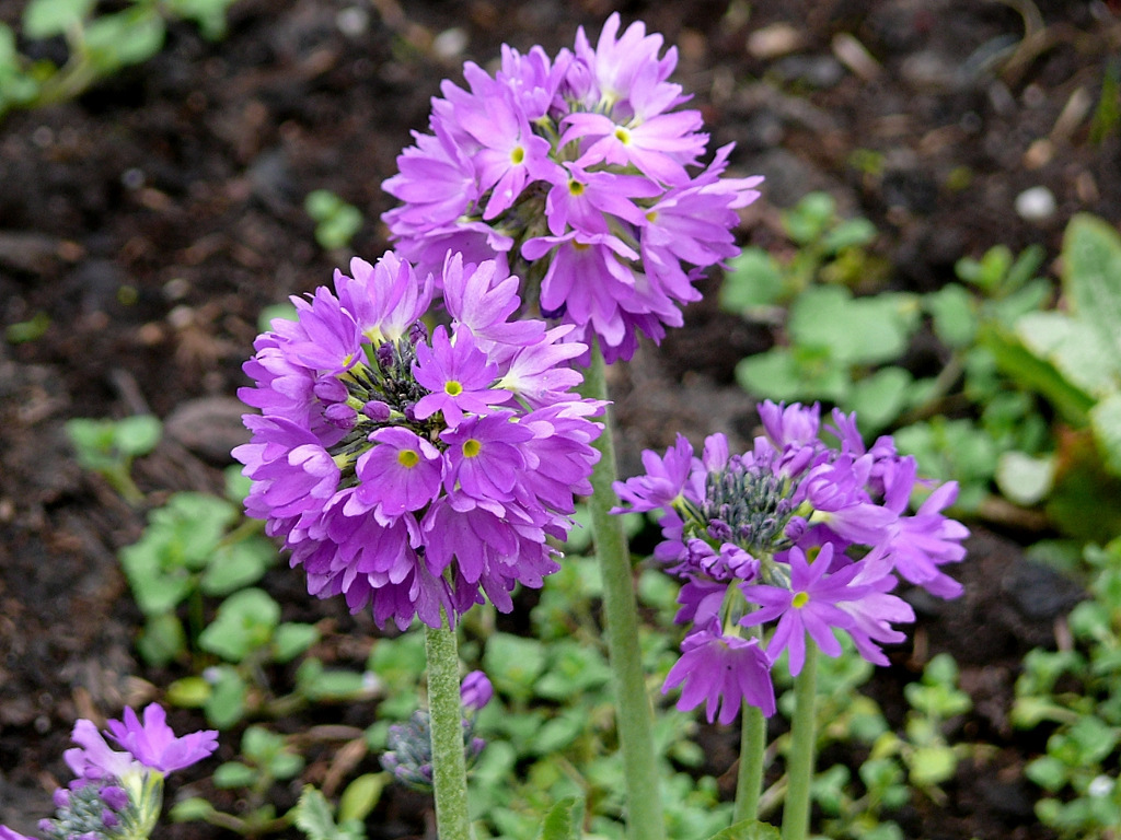 "Bunter Frühling 1"  Kugelprimel (Primula denticulata)
