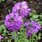 "Bunter Frühling 1"  Kugelprimel (Primula denticulata)