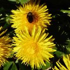 "Bunter Frühling 10"  Löwenzahn mit Wollbiene (Taraxacum sect. Ruderalia)