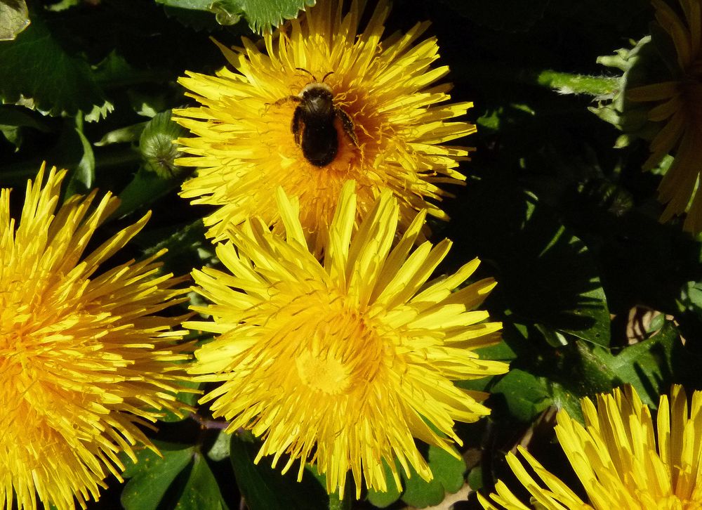 "Bunter Frühling 10"  Löwenzahn mit Wollbiene (Taraxacum sect. Ruderalia)