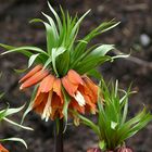 ""Bunter Frühling  2"  Kaiserkrone (Frittilaria imperialis)