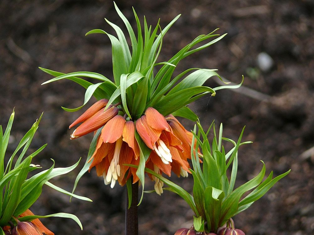 ""Bunter Frühling  2"  Kaiserkrone (Frittilaria imperialis)