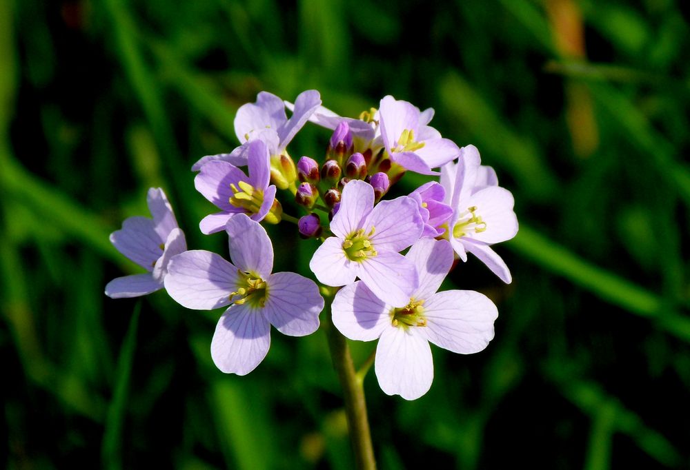 "Bunter Frühling 3"  Wiesenschaumkraut (Cardamine pratensis)