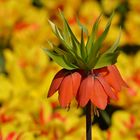 Bunter Frühling