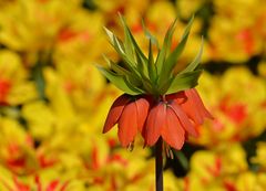 Bunter Frühling