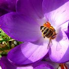 "Bunter Frühling 4"  Krokus mit Biene (crocus Hybr.)