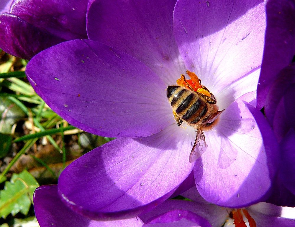 "Bunter Frühling 4"  Krokus mit Biene (crocus Hybr.)