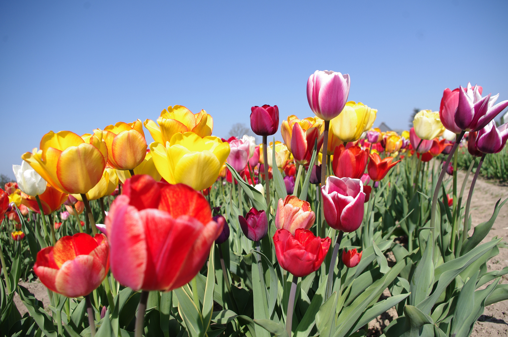 bunter Frühling