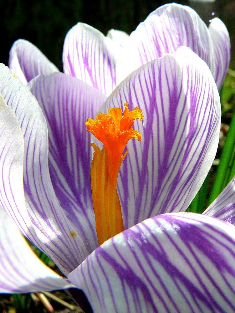 "Bunter Frühling 5"  Streifenkrokus mit Stempel