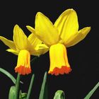 "Bunter Frühling 6"  Narzissen mit orange-farbener Krone (Narcissus Hybr.)