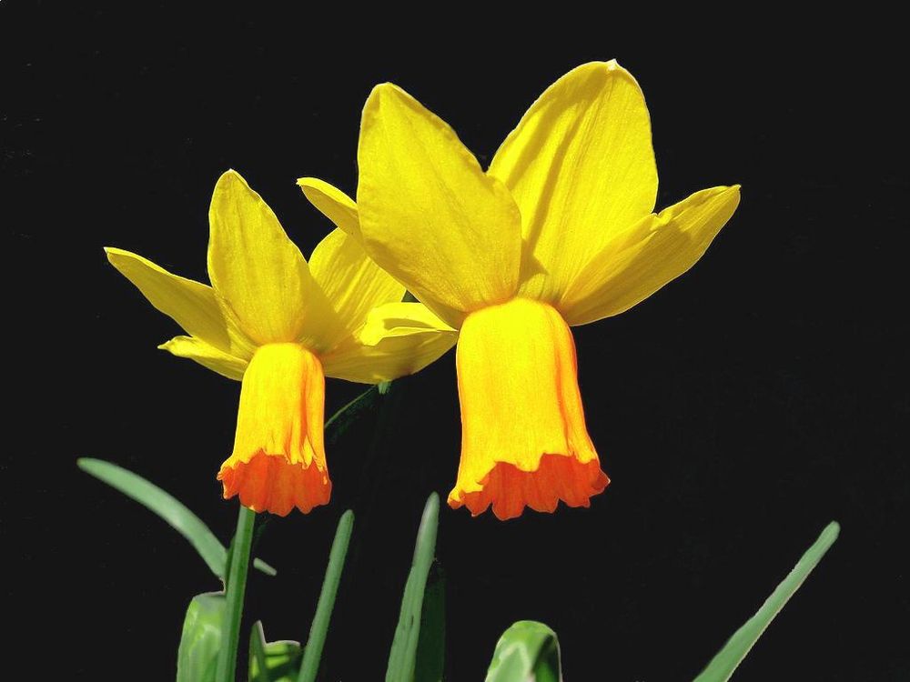 "Bunter Frühling 6"  Narzissen mit orange-farbener Krone (Narcissus Hybr.)