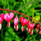 "Bunter Frühling 7"  Tränendes Herz (Lamprocapnos spectabilis)