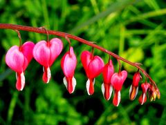 "Bunter Frühling 7"  Tränendes Herz (Lamprocapnos spectabilis)