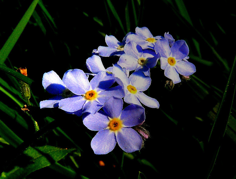 "Bunter Frühling 8" Vergißmeinnicht (Myosotis scorpioides)