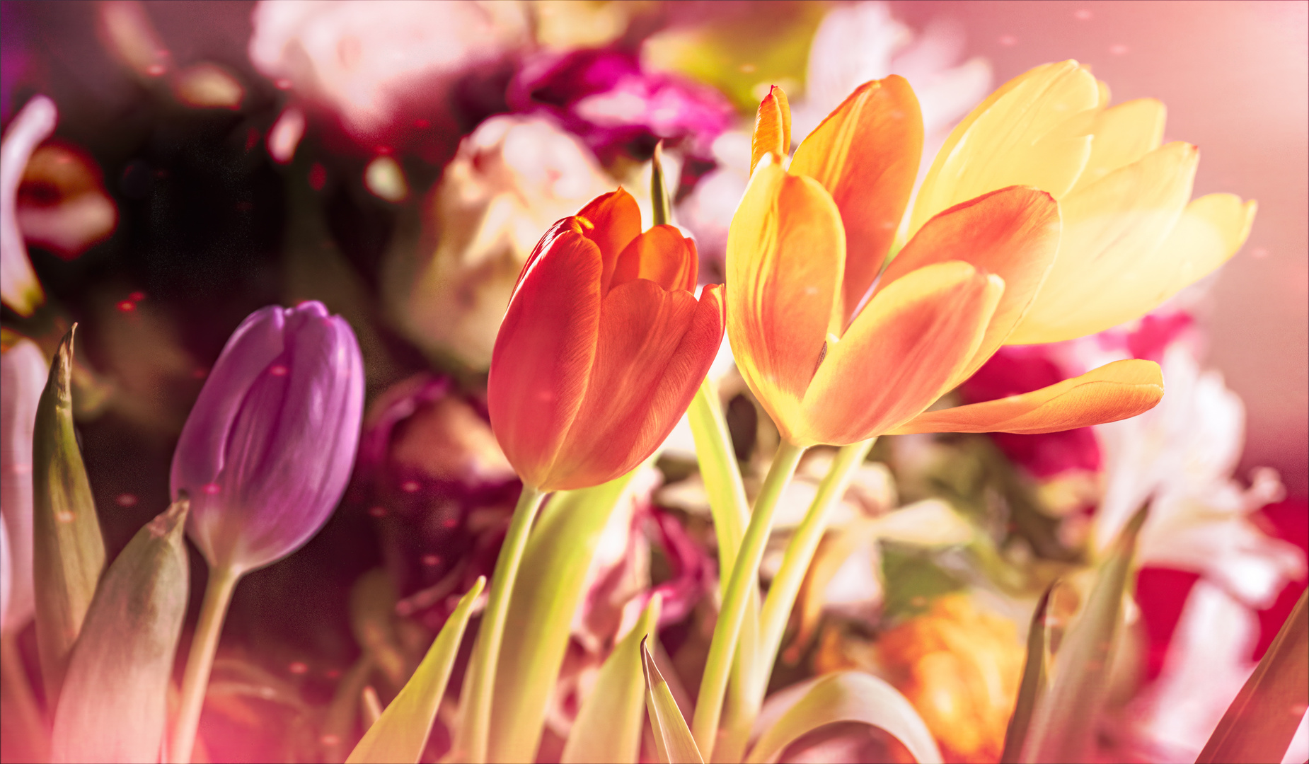 bunter Frühling Foto &amp; Bild | nah- &amp; makro, pflanzen, pilze &amp; flechten ...