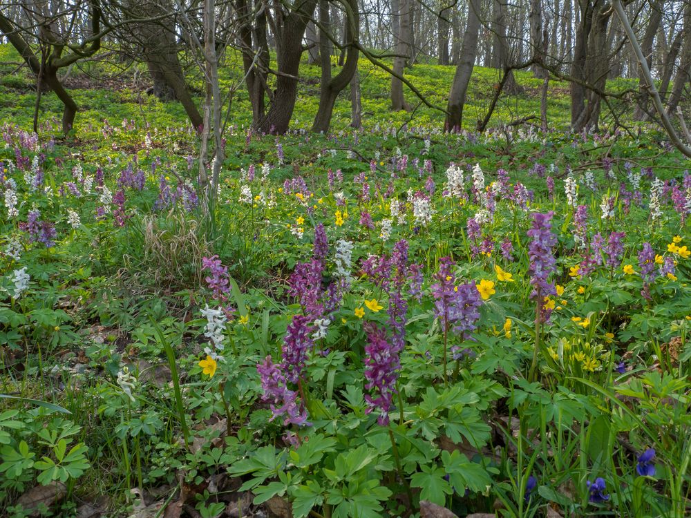 Bunter Frühling Foto & Bild | wald, natur, frühblüher Bilder auf