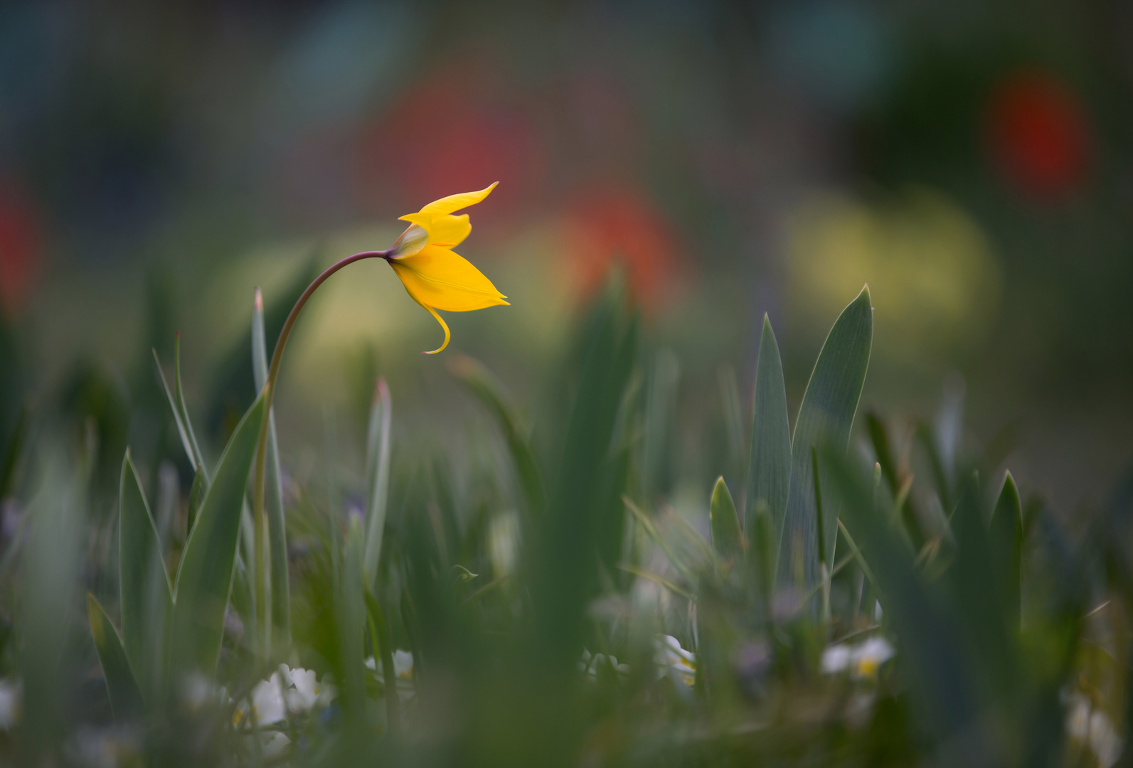 Bunter Frühling