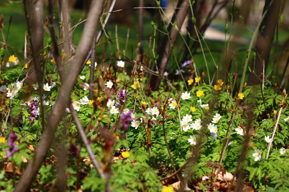 Bunter Frühling