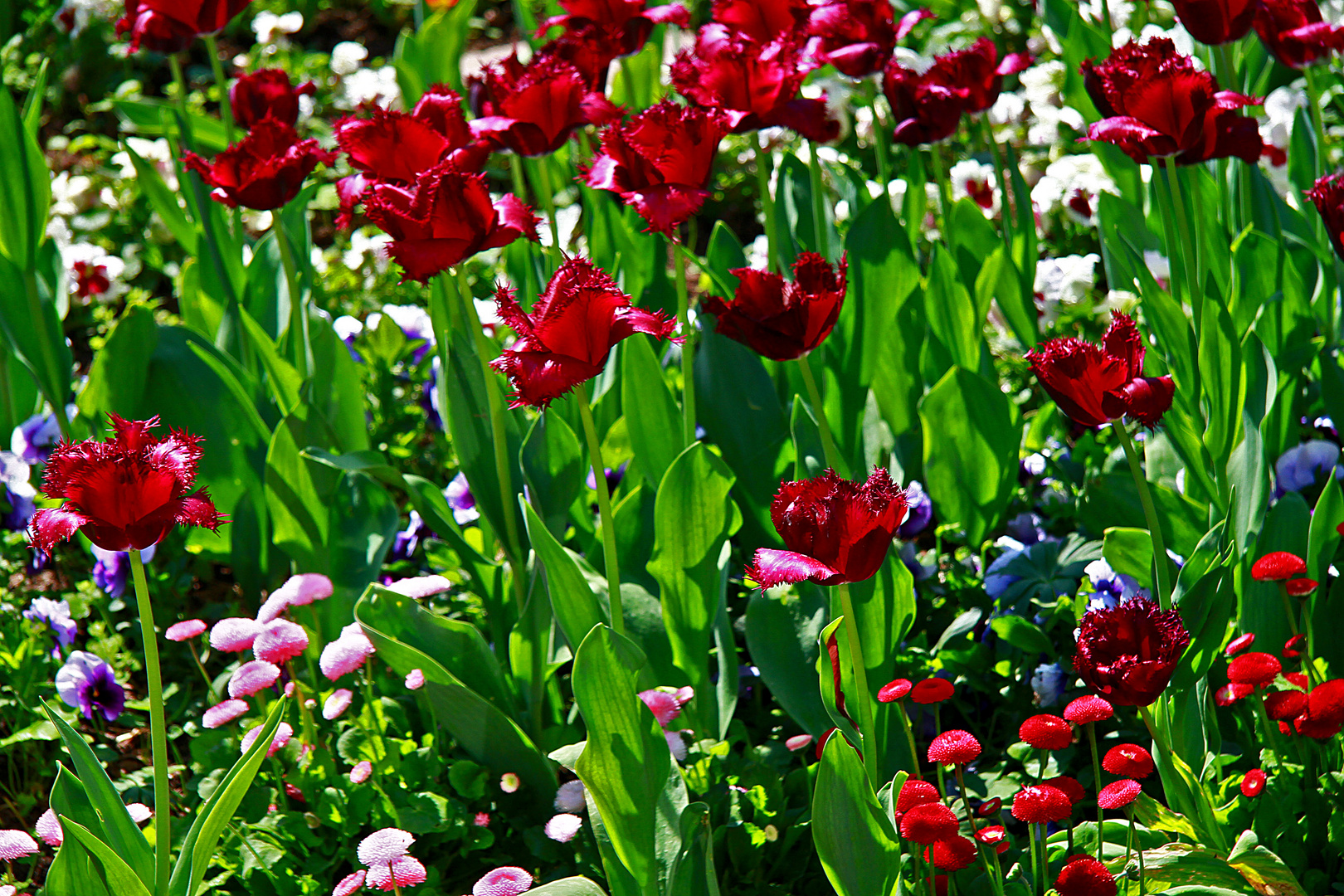 Bunter Frühling....