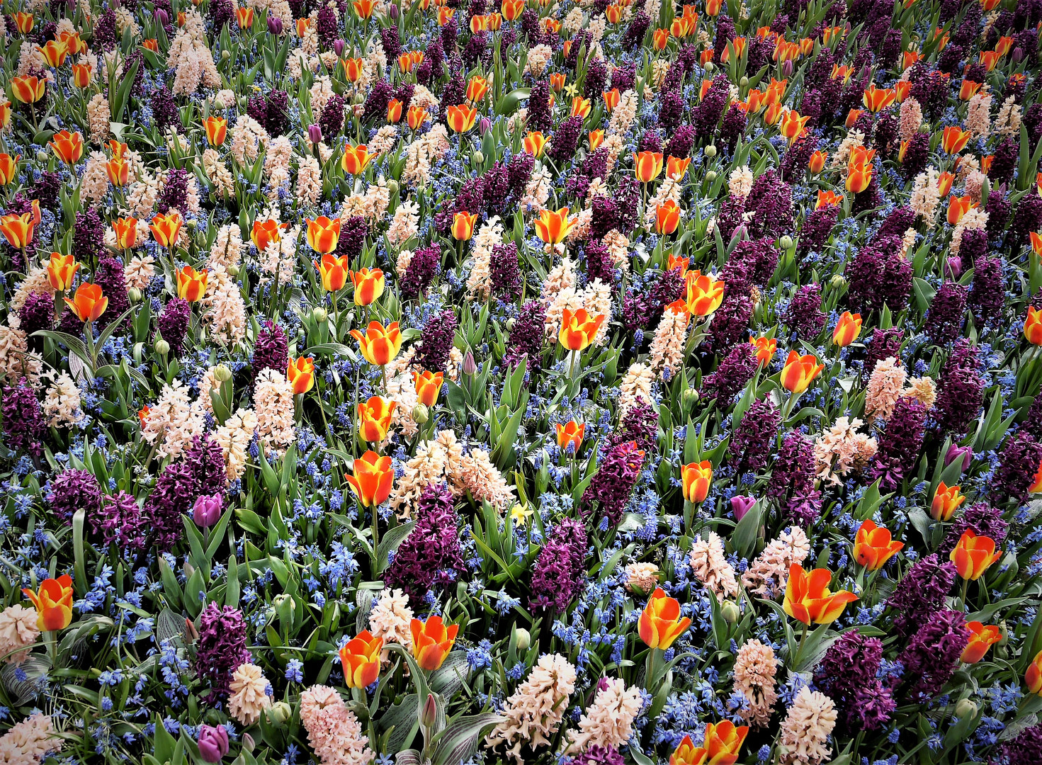 Bunter Frühling - es wimmelt nur so von Farben und Düften...